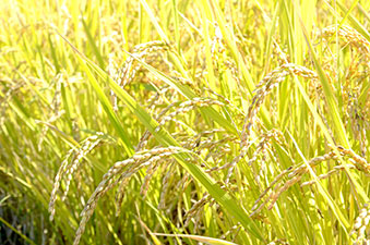 ���ĂÂ���